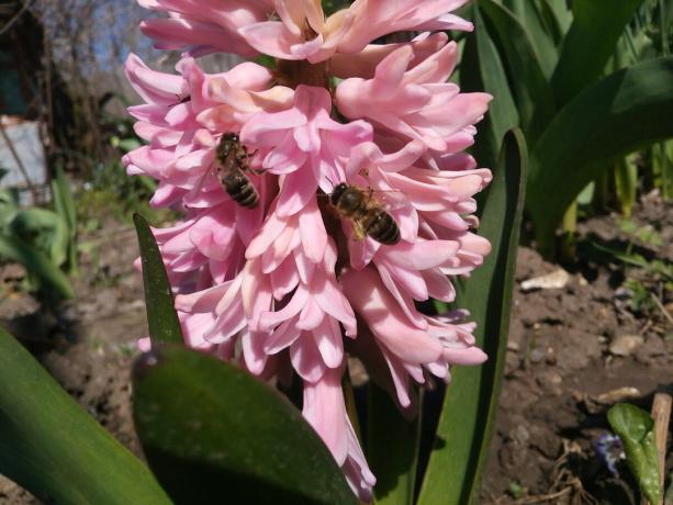 Hyacinth i min hage