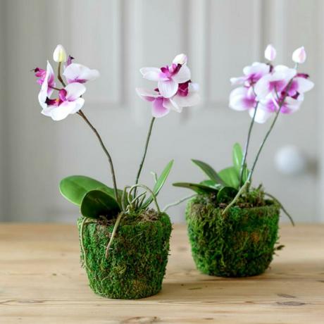 Tørking røttene, skjønt, og gjør Phalaenopsis blomstre (stress) forårsaker stor skade til røttene