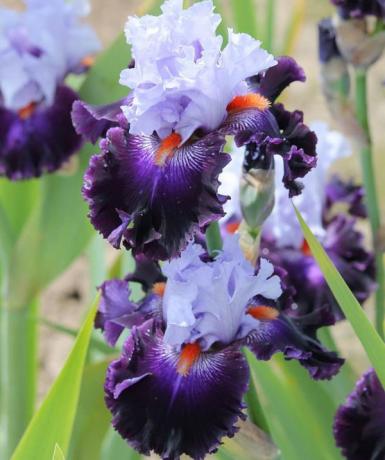 Vakker blomst rekke skjeggete iris