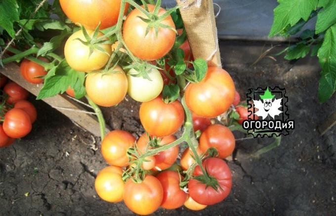 Tomater ved lasting nødvendigvis trenger fuktighet
