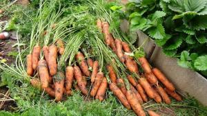 Tid: Når det gjelder tid til å rydde gulrøtter i hagen?
