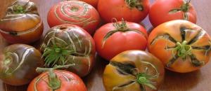 Hvorfor det er sprekker på tomater. Grunnene til at de ikke kjenner alle gartnere.