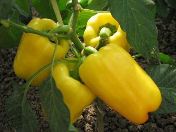 Appetittvekkende gul pepper. Bilder fra domosedkam.ru