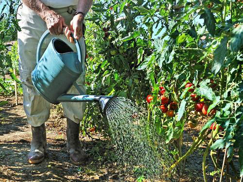 Tomater som varme og fuktighet (teplicnik.ru)