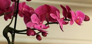 Hvordan lage hvitløk blanding for orkideer