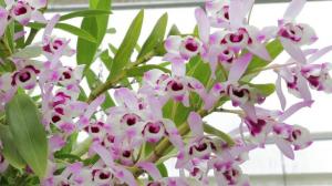 Generelle regler for vedlikehold av Dendrobium orkideer