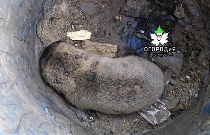 De første mole rotter, som ble fanget og utgitt i felten