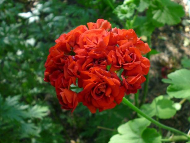 Mine favoritt farger geranium - selvfølgelig, rød. Og du?