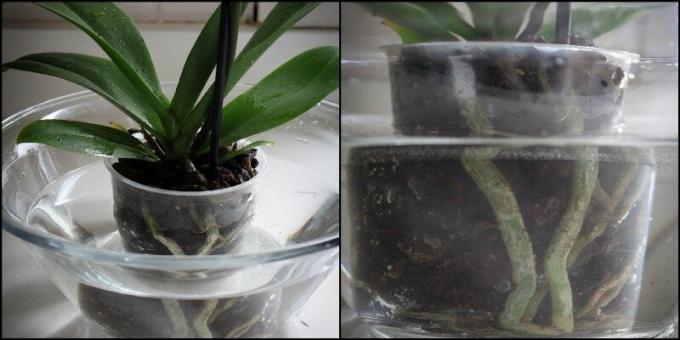 Eksempel Orchid nedsenkning i et basseng. Vis: 