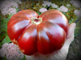 5 beste sorte varianter av tomater