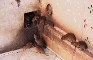 Enkel måte å bli kvitt rotter og mus i huset.