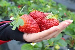 Strawberry er en stor, søt og saftig: fôring av gjær