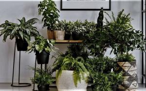 Naturlig "aromaterapi" for ditt hjem. 6 duftende planter og blomster