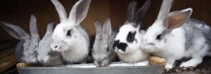 Kaniner på gulvet: den billigste og enkleste måten til innhold