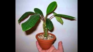 Innendørs vokse Euphorbia riktig. Raffinert omsorg