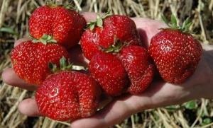 Hvilke varianter å plante jordbær til fôr søtt bær hele sommeren.