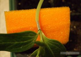 Hvorfor vannmelon lagenariya: vaksinasjon vegetabilske avlinger