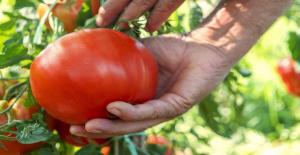 Hvordan å vokse velsmakende og flavorful tomater, og det som avgjør deres smak og aroma.