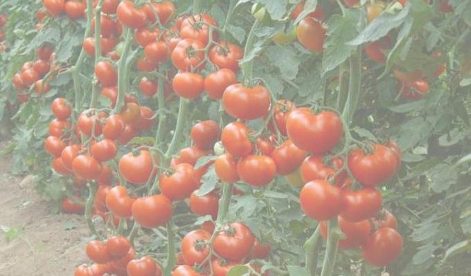 Rich tomat avling. Bilde fra Internett