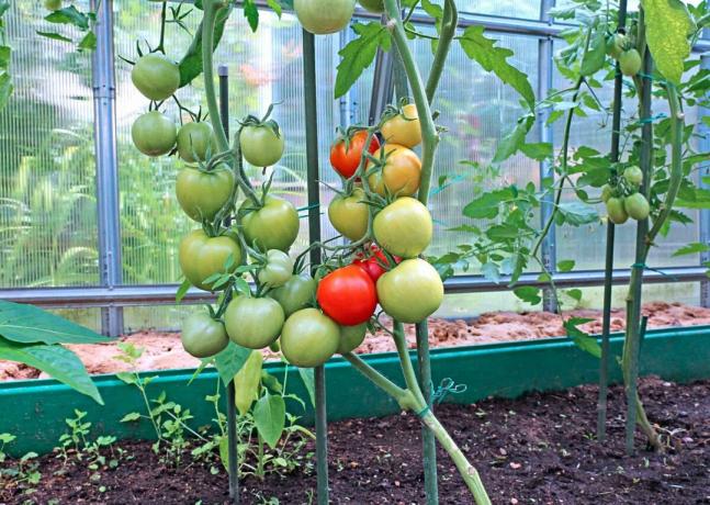 Jeg liker det når tomater er ikke bare deilig, men også vakker