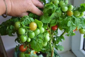 Hvorfor er det bedre å dyrke tomater og agurker i vinduskarmen