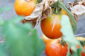 Barneseng dyrker hvorfor tomater briste og hva de skal gjøre