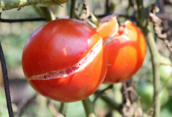 Sprukne tomater: visuelt. Bilde for illustrasjon notater tatt fra Yandex. bilder