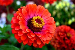 5 typer vakre blomster som er plantet frø direkte inn i hagen.