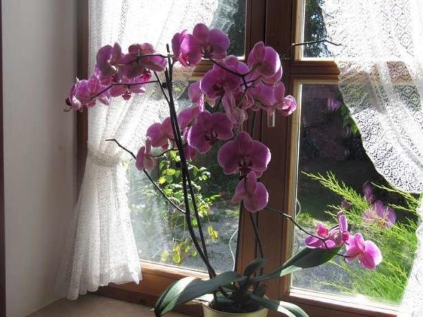 Rikelig blomstring Phalaenopsis ( http://picdom.ru/i/1280x800/3/8/0b98d41a7.jpg)