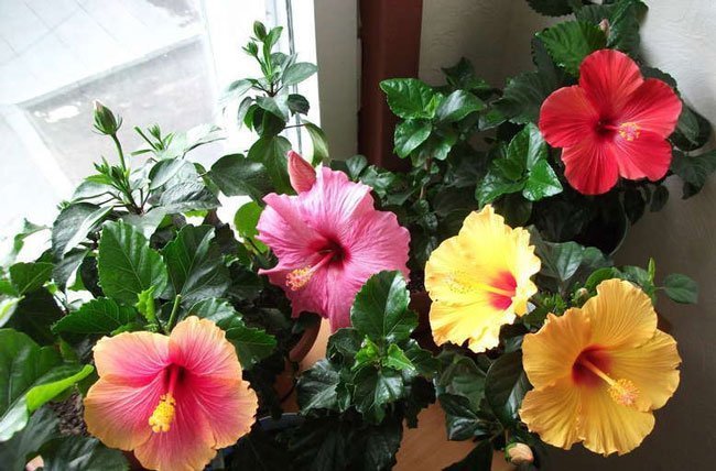 Hibiscus blomstrer i vinduskarmen. Bilde fra Internett