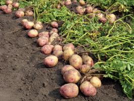 I kampen for store og velsmakende poteter: stell og mating av sistnevnte i august