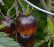 Sjeldne tomater. 6 beste karakterene