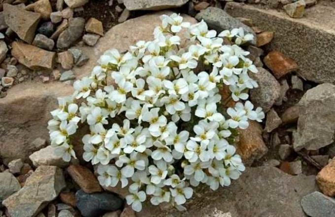 Hvite blomster arabisa
