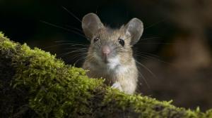 Enkel måte å bli kvitt mus og rotter i landet, etter min mening