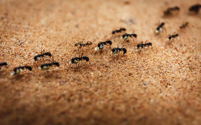 Forviser maur med salt | ZikZak