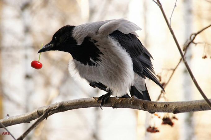 Kråker og skjærer er veldig som å spise bær. Illustrasjoner til en artikkel hentet fra internett