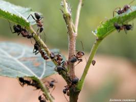 Hvordan kan jeg bli kvitt maur og på samme tid for å gjødsle plantene