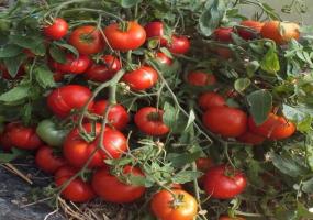Unik tomat variasjon - mongolsk dverg. Enestående produktivitet er beundret av mange gartnere.