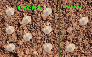 Ordningen med planting vinteren hvitløk i 2 nivåer: aktiverer 1,5-2 ganger større avkastning. Ved SAA spesialister