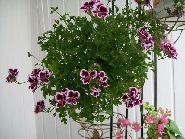 Eksempel ampelnoe geranium (Pelargonium sone). Bilder fra http://forumimage.ru/