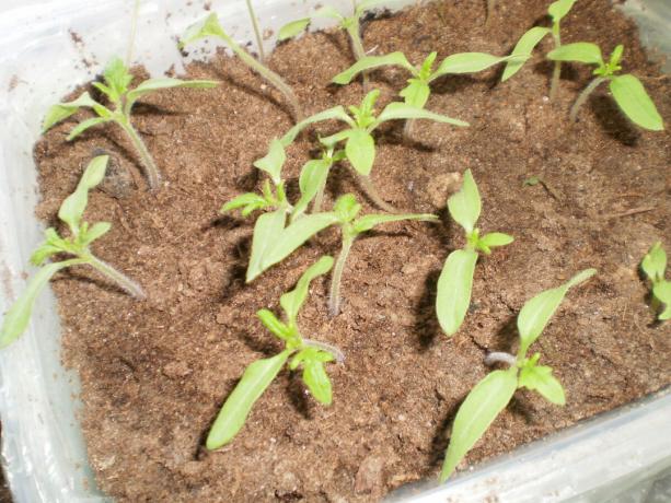 Når vanning med gjødsel Appin og stimulatorer svake tomat seedlings raskt reagerer på gjødsling. Stammen blir tykkere, blir bladene en intens grønn farge, er sterk vekst merkbar.