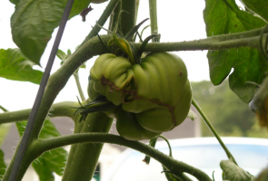 Hvorfor vokser opp ugli av tomater