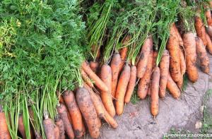 Hvordan plante gulrøtter uten tynning