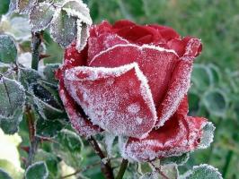 Forbered roser for vinteren: hvordan temperament hva og hva de skal skjule, hvordan å trimme. Hvordan farger påvirker frost