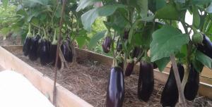 Superfunds for dressing tomater, paprika, auberginer og agurker i august. økning crop