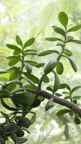 Jade vokser raskt, og du må hele tiden overvåke prosessen. Til en pengetreet vokser raskt, vanning det med måte: vil det øke insentivene til å plante grønne massen, som holder på fuktigheten.