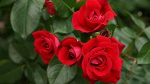 Gjødsling og vanning av roser til en lang blomstring