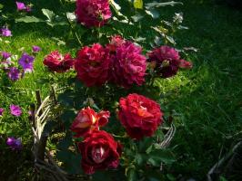Overvintrer roser: hvordan du kan beskytte dronningen fryser