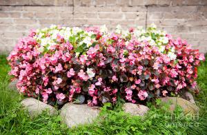 Hva undermål blomster plantet i blomsterbedet å blomstre hele sommeren