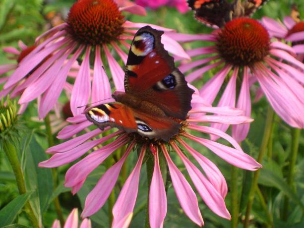Butterfly satt på echinacea